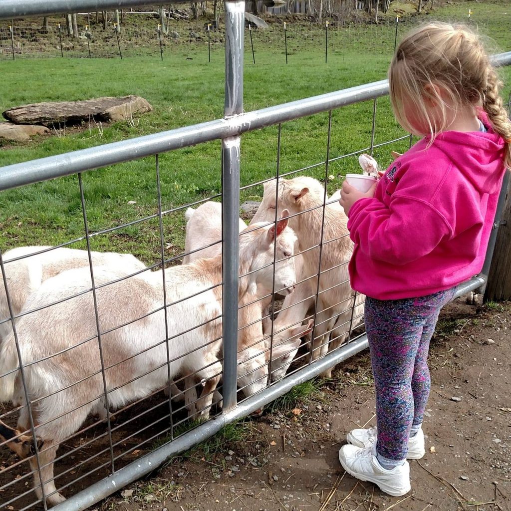 Goat Petting Zoo Rota Spring Farm