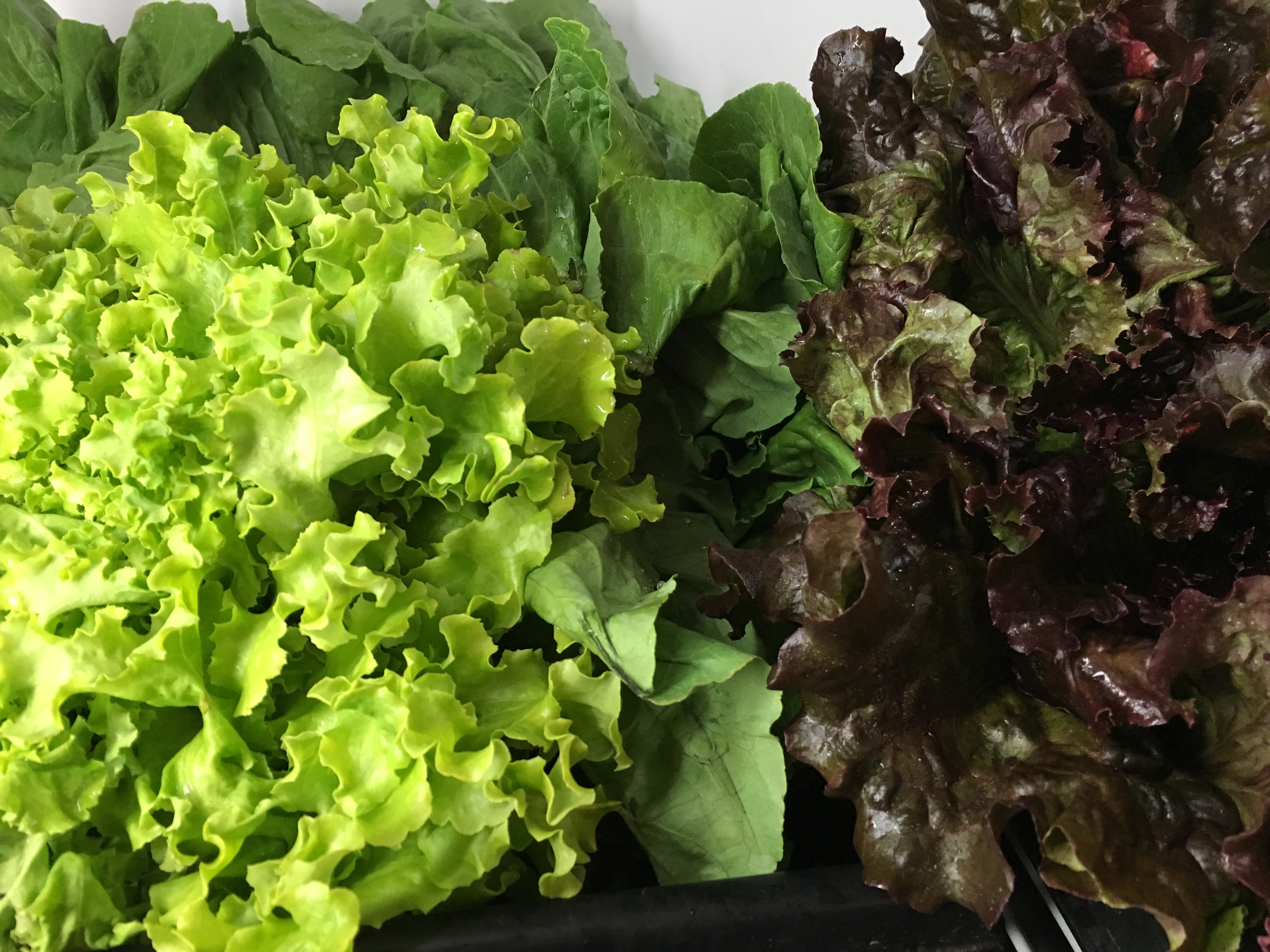 lettuce Rota Spring Farm