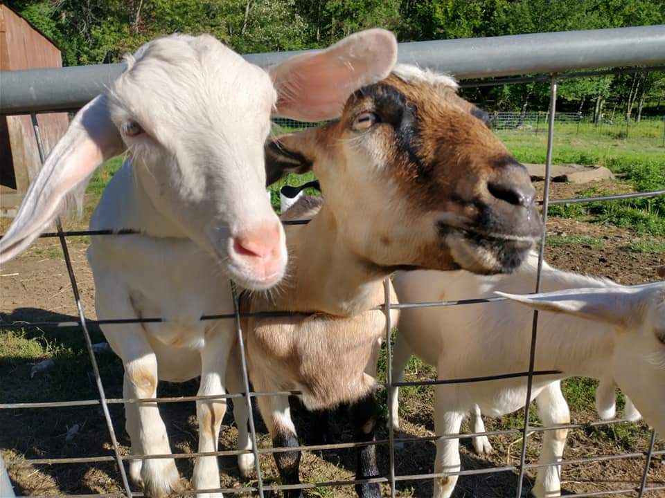 Goat Petting Zoo Rota Spring Farm