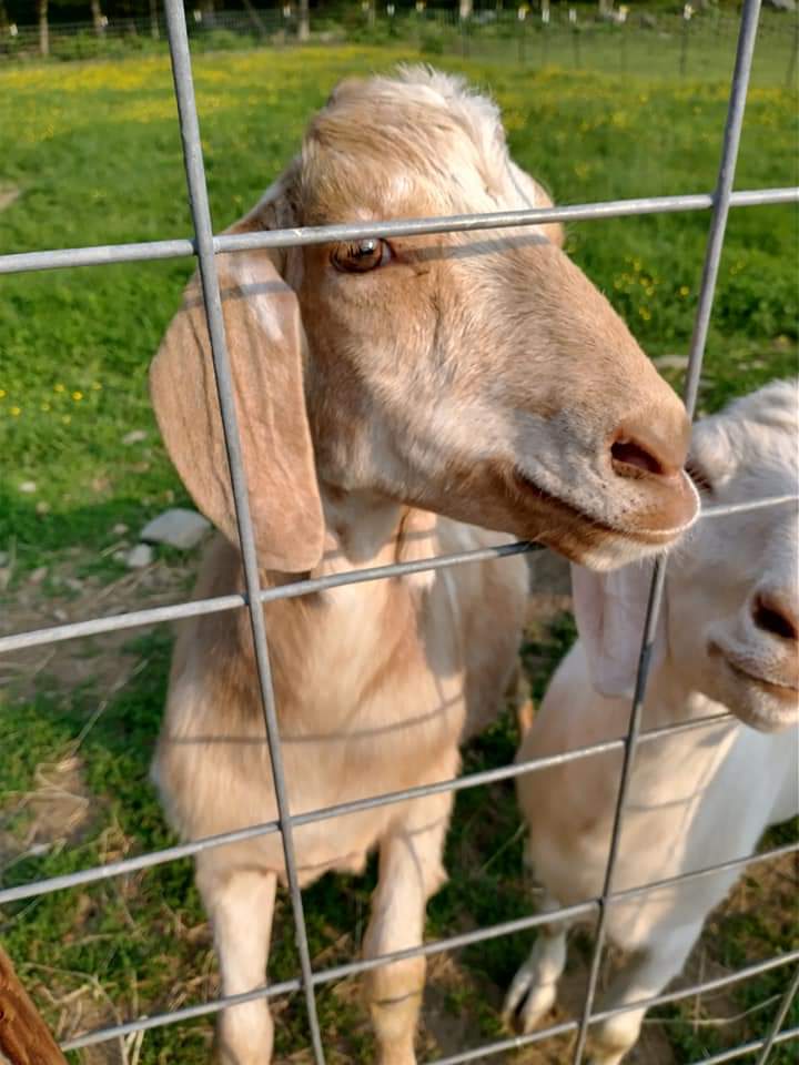rota spring farm goat